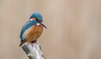 Kingfisher