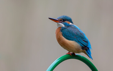 Kingfisher
