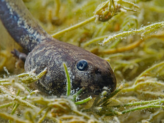 Toad tadpole, Erdkröten Kaulquappe (Bufo bufo)