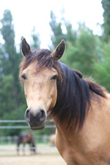 Obraz premium Head shot portrait close up of a beautiful saddle horse at summer paddock
