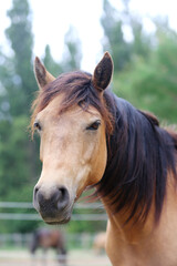 Obraz premium Head shot portrait close up of a beautiful saddle horse at summer paddock