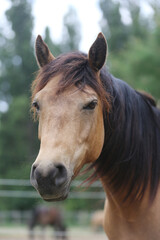 Obraz na płótnie Canvas Head shot portrait close up of a beautiful saddle horse at summer paddock