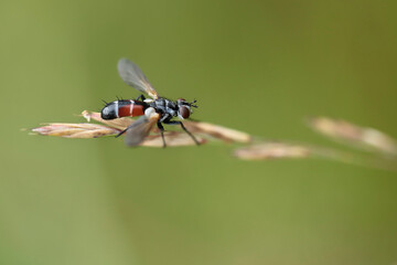 macro of a fly Cylindromyia auriceps
