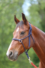 Naklejka na ściany i meble Head shot portrait close up of a beautiful saddle horse at summer paddock