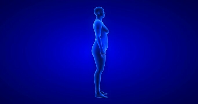 Weight loss body transformation - side view, woman theme. Blue Human Anatomy Body 3D Scan render