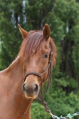 Head shot portrait close up of a beautiful saddle horse at summer paddock