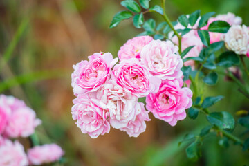 Beautiful pink roses flower in the garden