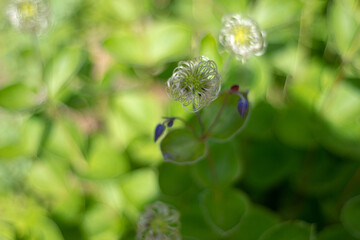 Unknown flower close-up on a background of young green grass