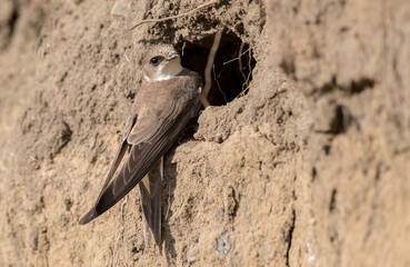 Sand Martin