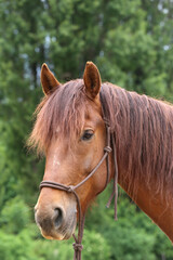 Obraz premium Portret głowy strzał z bliska piękny siodło konia na letnim padoku