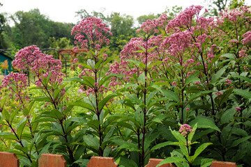 The flowers of Joe-Pye weed (Eutrochium maculatum [formerly Eupatorium maculatum]), in a garden setting