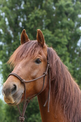 Obraz premium Head shot portrait close up of a beautiful saddle horse at summer paddock