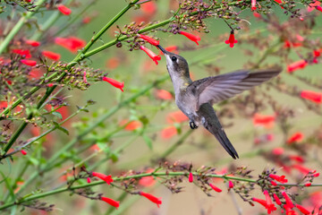 A female Ruby Topaz hummingbird feeding on red Antigua Heath flowers.
