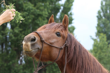 Head shot portrait close up of a beautiful saddle horse at summer paddock
