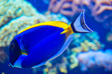 tropical fish in aquarium