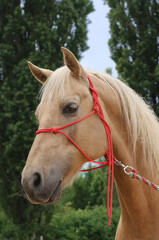 Naklejka premium Head shot portrait close up of a beautiful saddle horse at summer paddock