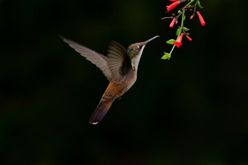 A female Ruby Topaz hummingbird feeding on Antigua Heath flowers with a black background.