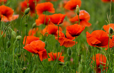 Beautiful wild red poppies in the countryside in Latvia.