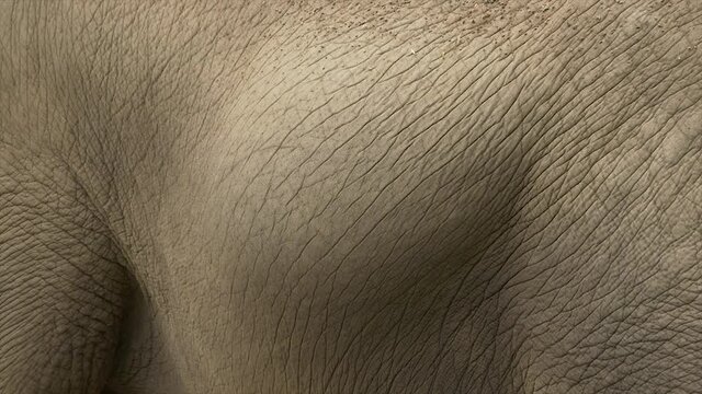 Closeup of Pregnant Elephant hide from side angle and Belly is Moving