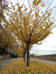 Naklejka premium Il foliage con alberi e foglie gialle