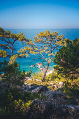 Beautiful landscape. Pine forest in the hills on the shore of the blue sea. Mediterranean Sea, travel to Turkey. Faralya Village