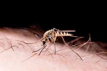 Zika, Leishmaniasis, Encephalitis, Yellow Fever, Dengue, Malaria Disease, Mayaro, EEEV or EEE Virus Infectious Culex Mosquito Parasite Insect Isolated on Black