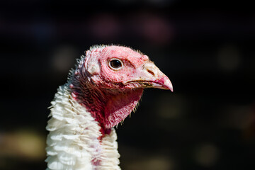 White Turkey Domestic Bird Head Portrait