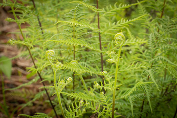Fern Tree Images,Green nature grass texture nature background
