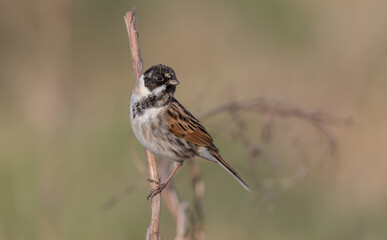 Reed Bunting