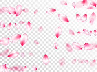 Japanese cherry blossom pink flying petals