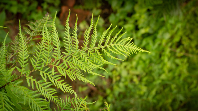 Fern Tree Images,Green nature grass texture nature background