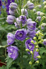 Obraz na płótnie Canvas Vertical image of the lavender-purple flowers of a hybrid delphinium in the Magic Fountains series (Delphinium Magic Fountains Series)