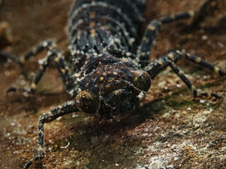 Dragonfly larva underwater, Libellenlarve unter Wasser