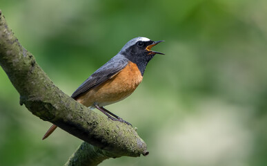 Redstart