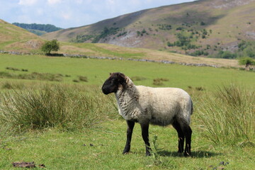 Lamb Side Profile on green field 