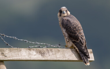 Peregrine Falcon