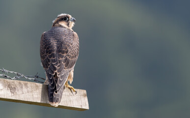 Peregrine Falcon Perched