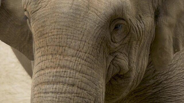 Closeup of Big Elephant Eating Grass