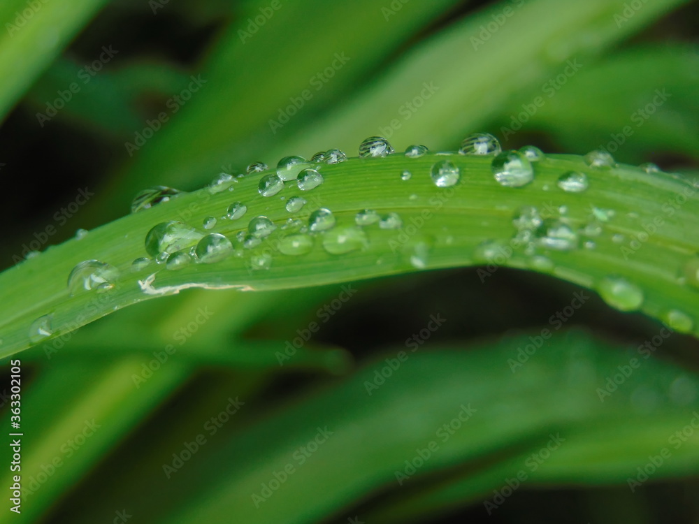 Wall mural green leaf with water drops