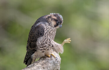 Peregrine Falcon