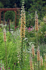 Vertical image of the elegant flower spikes of perennial rusty foxglove (Digitalis ferruginea) © Nancy J. Ondra