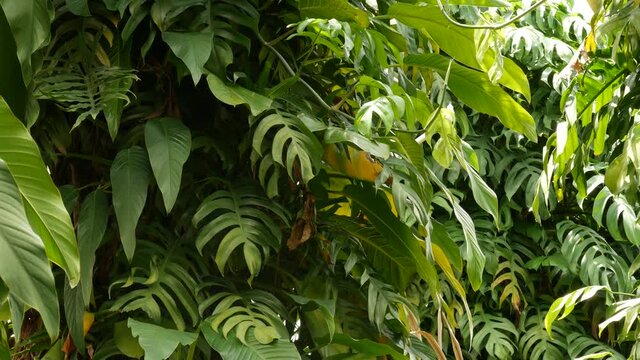 Juicy exotic tropical monstera leaves seamless looped backdrop. Summer lush foliage, greenery in paradise garden. Abstract natural dark green jungle vegetation background pattern, wild rain forest.