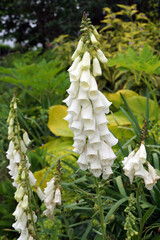 Vertical image of the white-flowered form of common foxglove (Digitalis purpurea f. albiflora) in a garden setting © Nancy J. Ondra