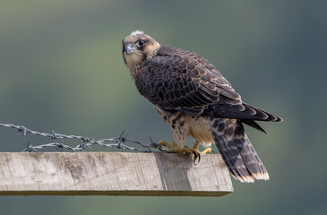 Peregrine Falcon