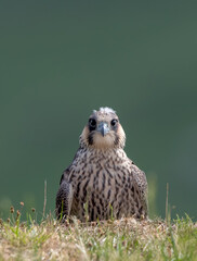 Peregrine Falcon Perched