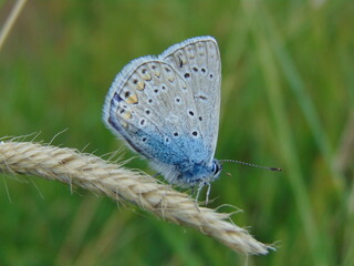 butterfly on the grass