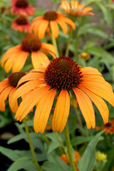 Vertical closeup of the coneflower cultivar 'Tangerine Dream' (Echinacea 'Tangerine Dream')