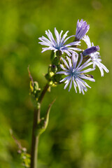 Macrophotographie de fleur sauvage - Mulgédie des Alpes - Cicerbita alpina