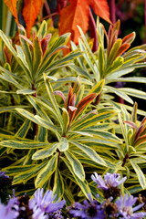 'Ascot Rainbow' Martin's spurge (Euphorbia x martinii 'Ascot Rainbow'), showing the yellow-variegated foliage and pink-blushed shoot tips