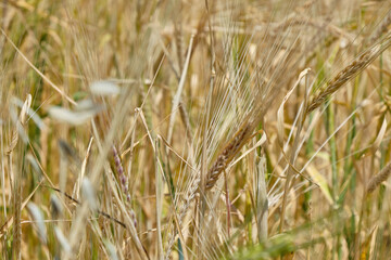 field plants in the wind